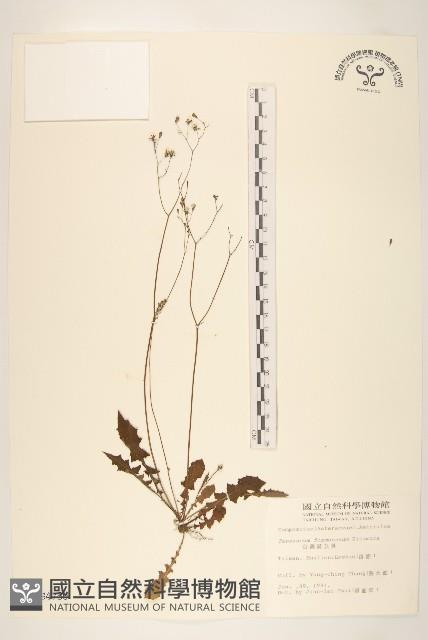 臺灣蒲公英藏品圖，第1張