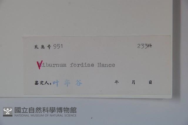 南方莢迷藏品圖，第2張