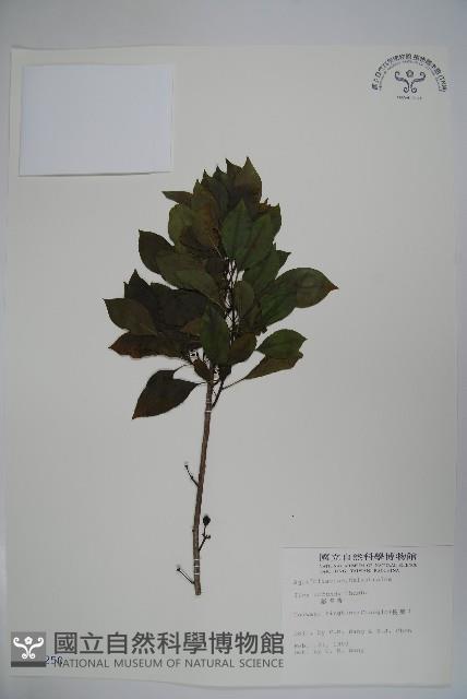 鐵冬青藏品圖，第1張