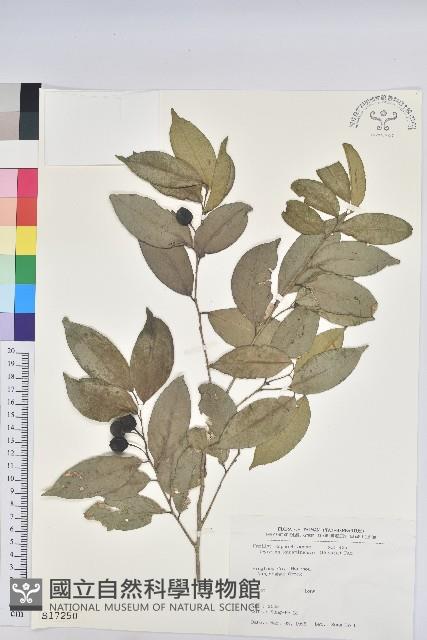 交力坪鐵色藏品圖，第1張