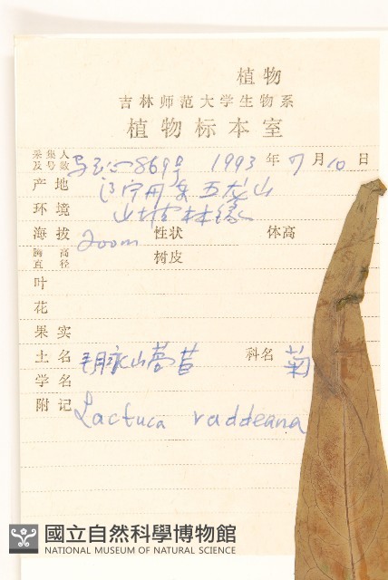 毛脈山蒿苣藏品圖，第2張