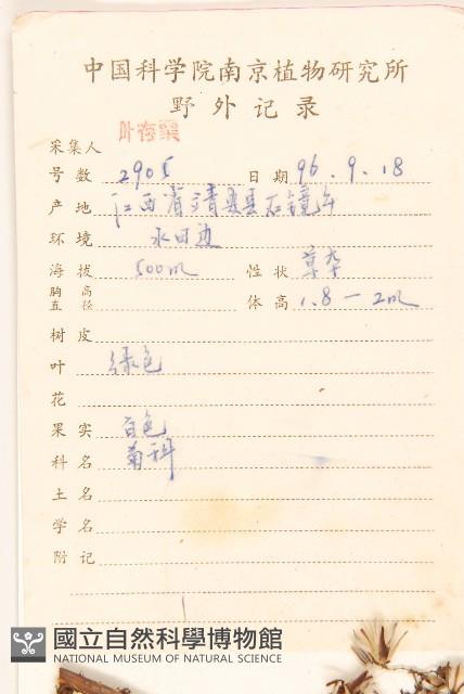 山萵苣藏品圖，第2張