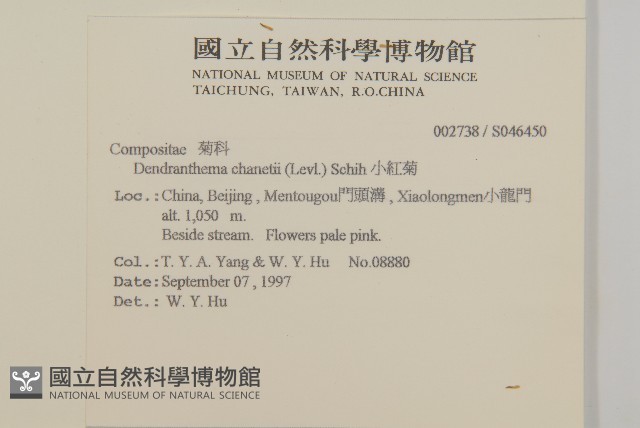 小紅菊藏品圖，第2張