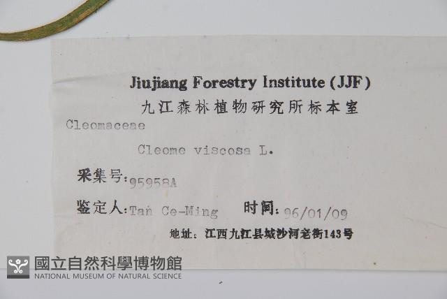 向天黃藏品圖，第2張