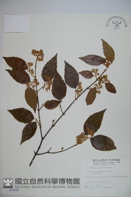 呂宋莢迷藏品圖，第1張