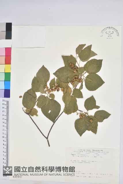 扛香藤藏品圖，第1張