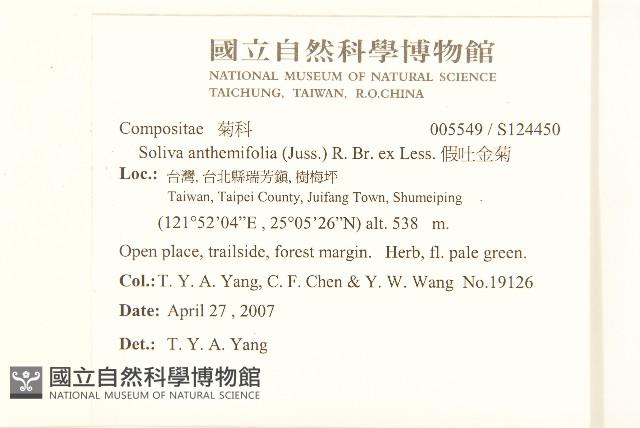 假吐金菊藏品圖，第2張