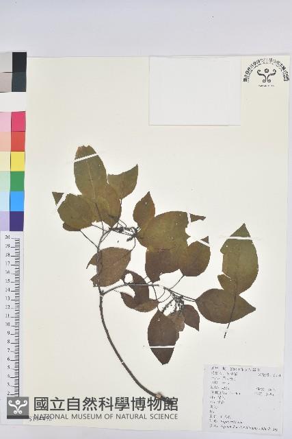 白臼藏品圖，第1張