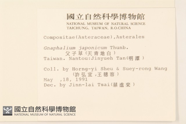 父子草、天青地白藏品圖，第2張