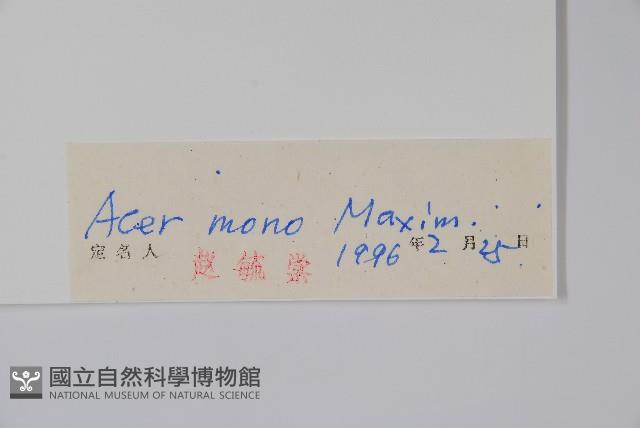 元寶楓, 地錦槭藏品圖，第2張