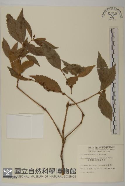 草珊瑚、紅果金粟蘭藏品圖，第1張