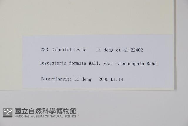 狹萼鬼吹簫藏品圖，第2張