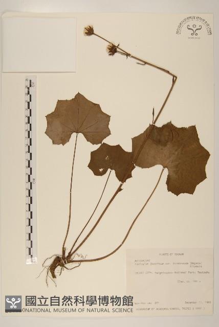 臺灣山菊藏品圖，第1張