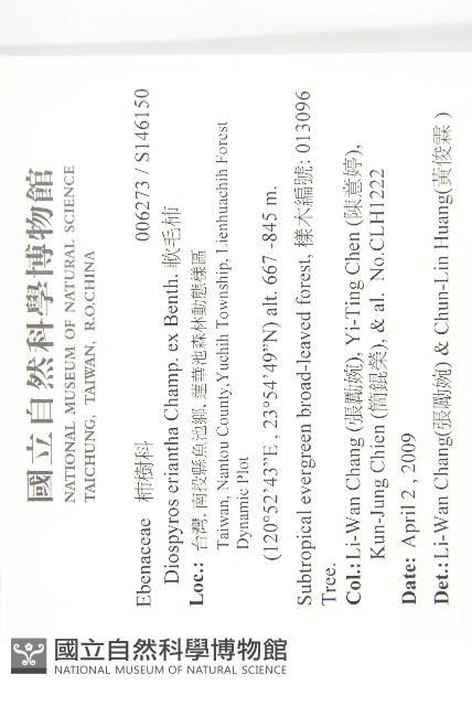 軟毛柿藏品圖，第2張