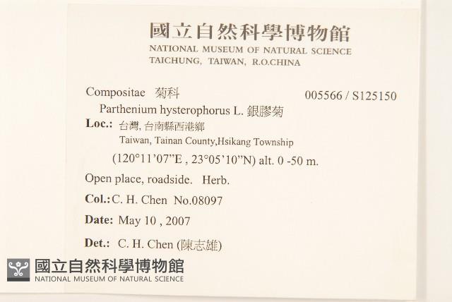 銀膠菊藏品圖，第2張