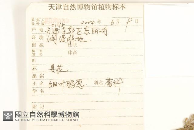 芼管草藏品圖，第2張