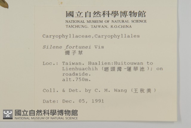 蠅子草藏品圖，第2張