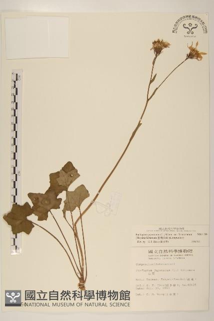 臺灣山菊藏品圖，第1張