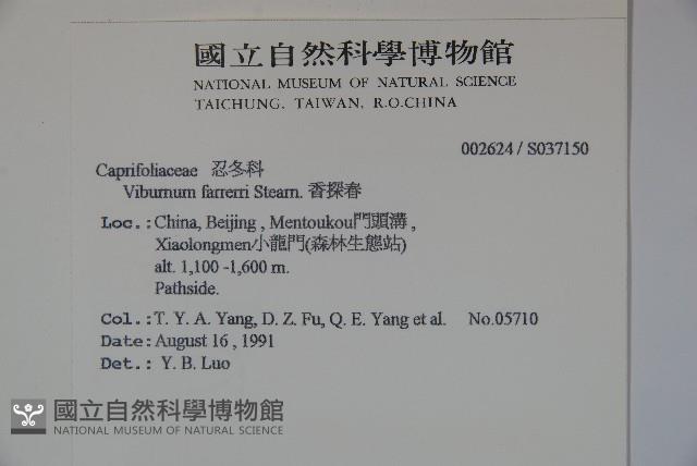 香莢迷藏品圖，第2張