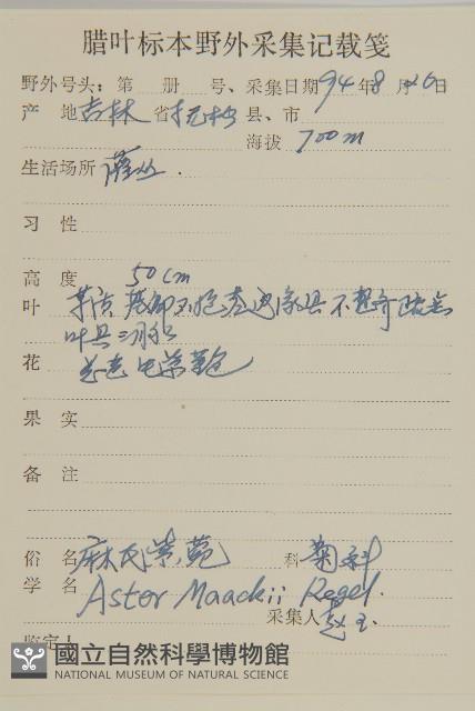 圓苞紫菀藏品圖，第2張