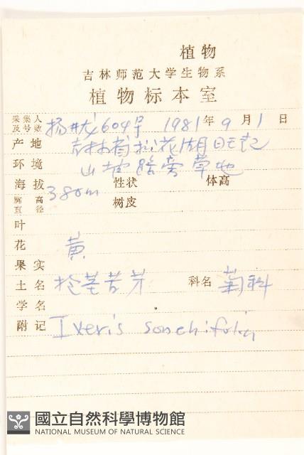 抱莖苦菜藏品圖，第2張