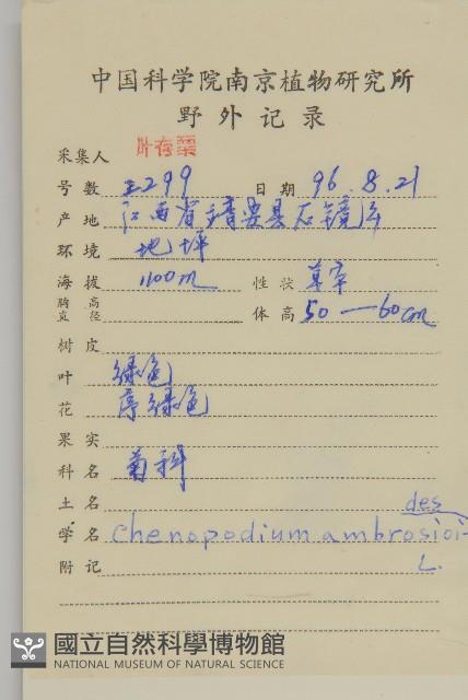 臭杏、土荊芥藏品圖，第2張