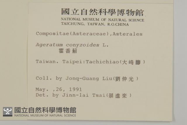 霍香薊藏品圖，第2張