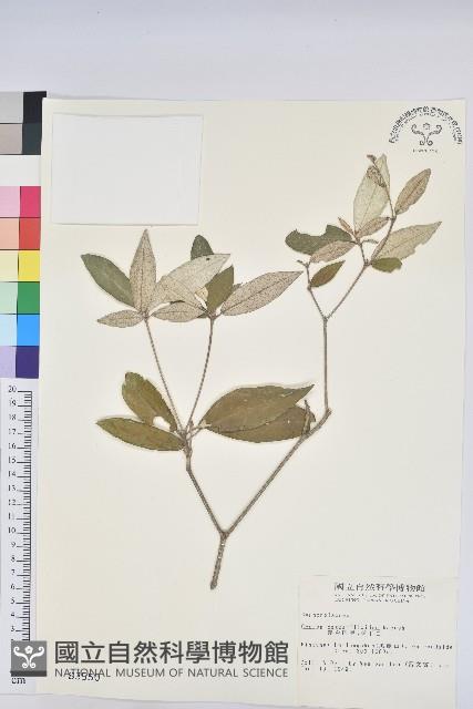 裡白巴豆藏品圖，第1張