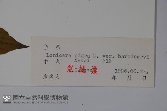 毛脈黑忍冬藏品圖，第2張