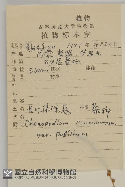 長葉綠珠藜藏品圖，第2張