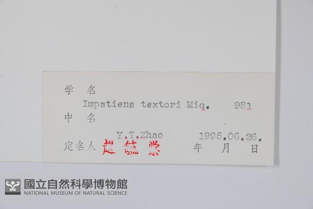 野鳳仙花藏品圖，第2張