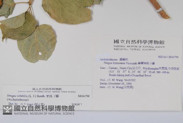 華他卡藤藏品圖，第2張