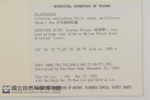 多花滇南蛇藤藏品圖，第5張