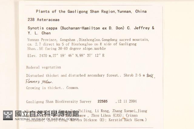 鉅葉尾藥菊藏品圖，第2張