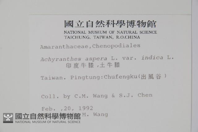 印度牛膝、土牛藤藏品圖，第2張