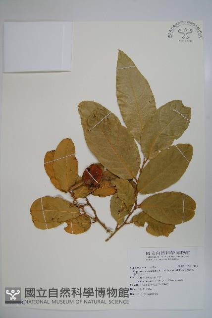 小刺山柑藏品圖，第1張