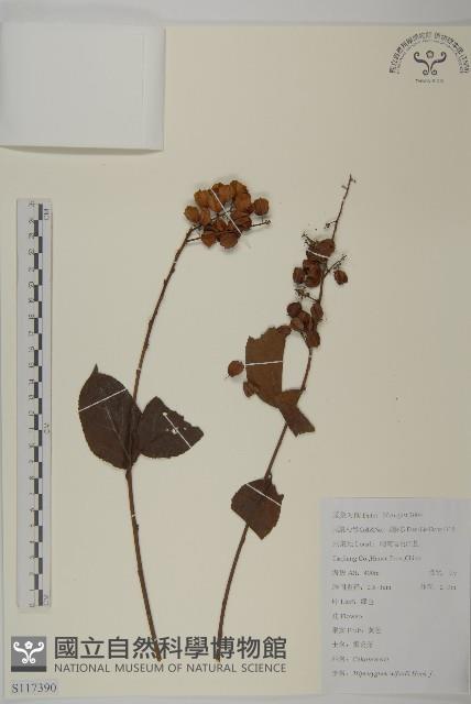 雷公藤藏品圖，第1張