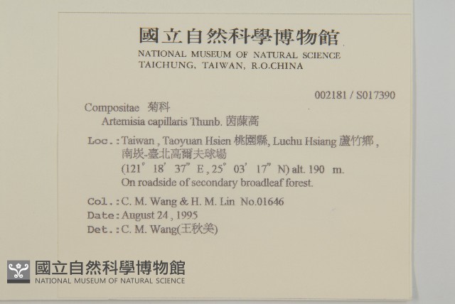 茵蔯蒿藏品圖，第2張