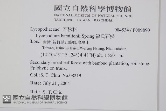 福氏石松藏品圖，第2張