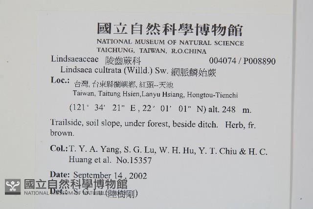 網脈鱗始蕨藏品圖，第1張