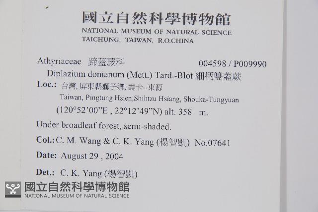 細柄雙蓋蕨藏品圖，第2張