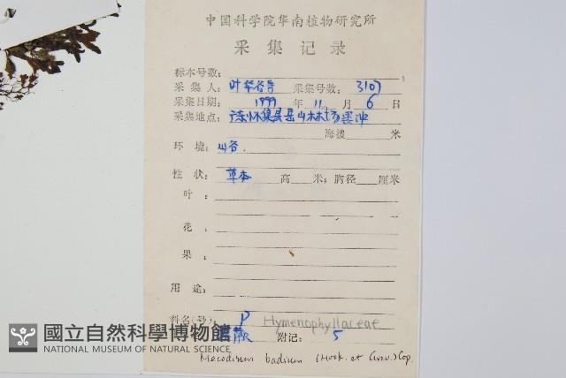 蕗蕨藏品圖，第2張