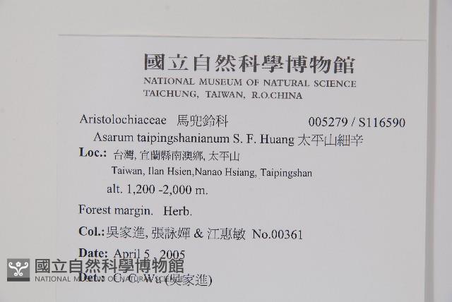 太平山細辛藏品圖，第2張