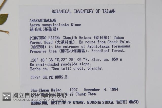 蔓雞冠、絹毛莧藏品圖，第2張