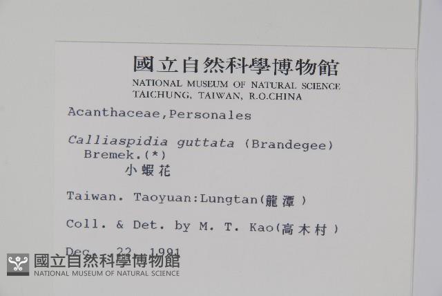 小蝦花藏品圖，第2張