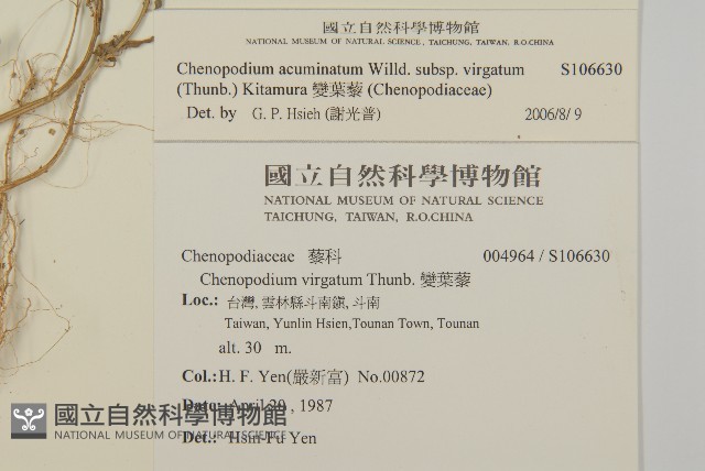 變葉藜藏品圖，第2張