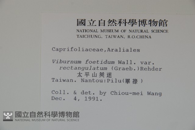 狹葉莢迷藏品圖，第2張