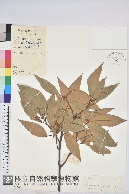 粗糠柴藏品圖，第1張