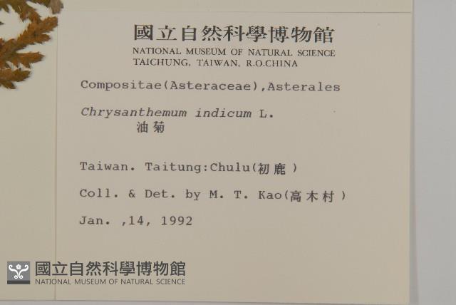 油菊藏品圖，第2張