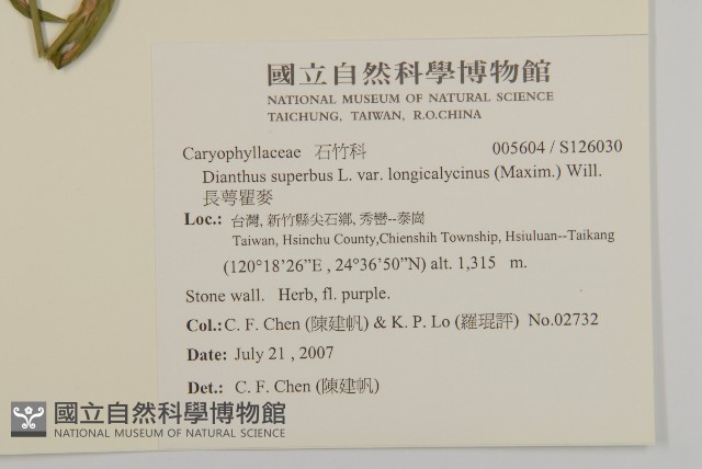 長萼瞿麥藏品圖，第2張